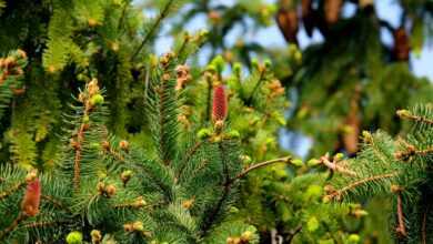 fir trees, needles, cones