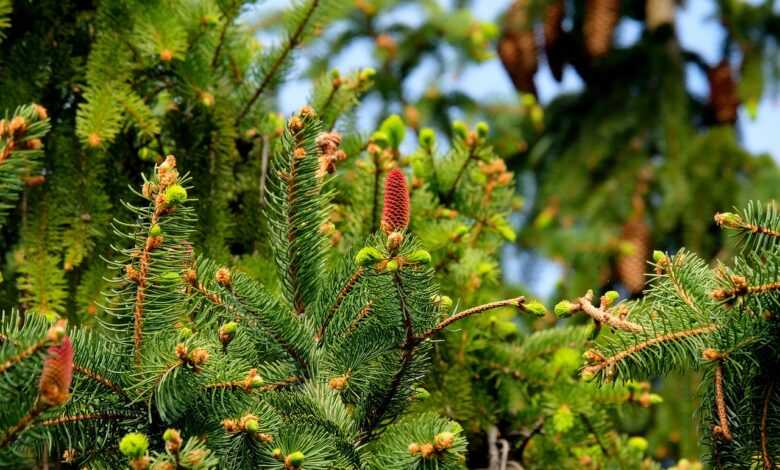 fir trees, needles, cones