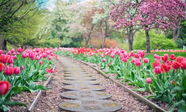 pathway, path, pink tulips