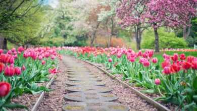 pathway, path, pink tulips