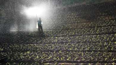 field, spray, water, fertilizer, nature, field workers, farmer