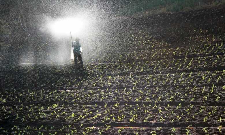 field, spray, water, fertilizer, nature, field workers, farmer