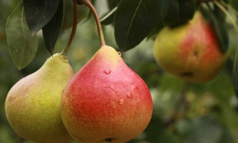 pear, fruit, pears