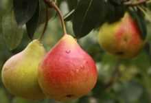 pear, fruit, pears