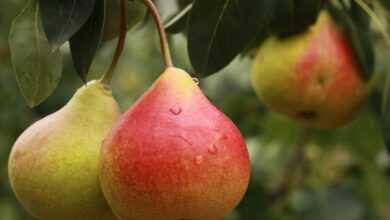 pear, fruit, pears