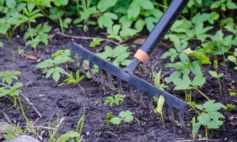 gardening, nature, rake