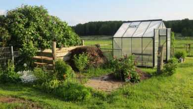 greenhouse, allotment garden, garden shed