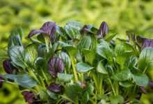 spinach, japanese spinach, komatsuna, salad, asian, meal, food, japan, spinach, spinach, spinach, spinach, spinach