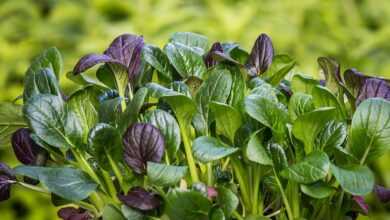 spinach, japanese spinach, komatsuna, salad, asian, meal, food, japan, spinach, spinach, spinach, spinach, spinach