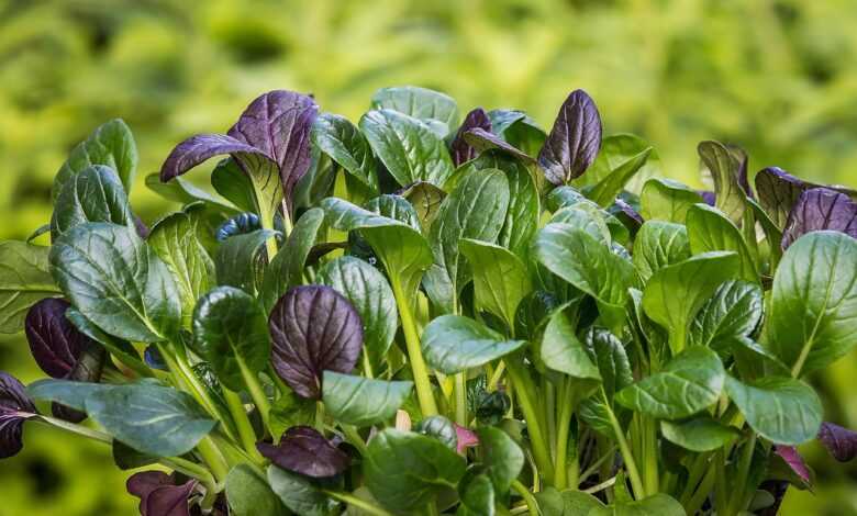spinach, japanese spinach, komatsuna, salad, asian, meal, food, japan, spinach, spinach, spinach, spinach, spinach