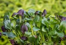 spinach, japanese spinach, komatsuna