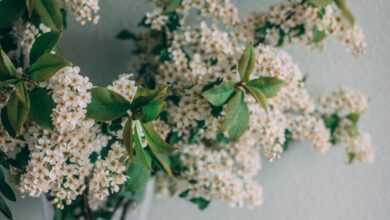 Bunch Of Flowers In A Vase