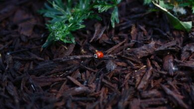 ladybug, red, leaves, nature, plants, flora, bark, crushed, beetle, insects, dots, green, brown, black