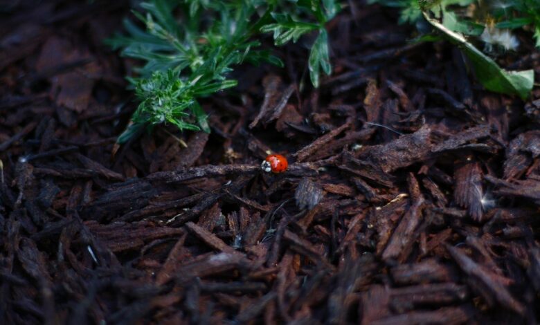 ladybug, red, leaves, nature, plants, flora, bark, crushed, beetle, insects, dots, green, brown, black