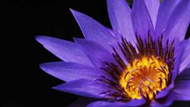 water lily, beautiful flowers, purple flower, petals, pollen, purple petals, bloom, blossom, flora, nature, close up, single flower, flower wallpaper, flower background, plant, flowering plant, aquatic plant, flower, purple, violet, water flower, pond flower