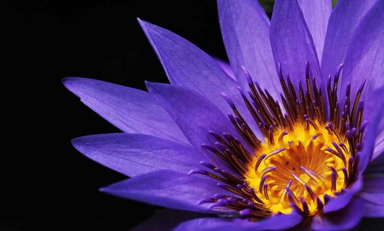 water lily, beautiful flowers, purple flower, petals, pollen, purple petals, bloom, blossom, flora, nature, close up, single flower, flower wallpaper, flower background, plant, flowering plant, aquatic plant, flower, purple, violet, water flower, pond flower