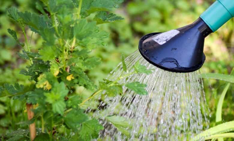 gooseberry, tree watering, shrub watering