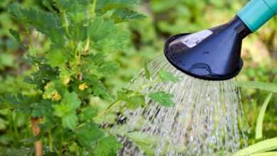 gooseberry, tree watering, shrub watering, plant watering, to water, water, gardening, garden, nature, environment, macro, plant, close up, watering can, green, white, leaf, irrigation, dryness, watering can, watering can, watering can, watering can, watering can, irrigation, irrigation