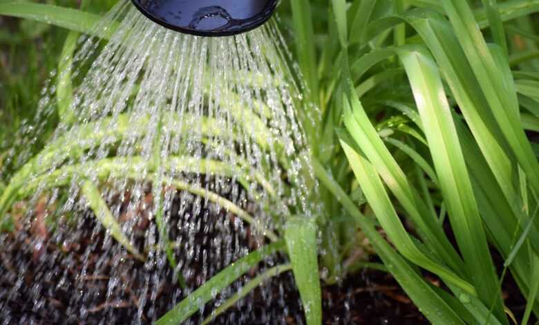 flower casting, plant watering, to water, water, gardening, garden, nature, environment, macro, plant, close up, watering can, green, white, leaf, irrigation, dryness, watering can, watering can, watering can, watering can, watering can, irrigation, irrigation, irrigation