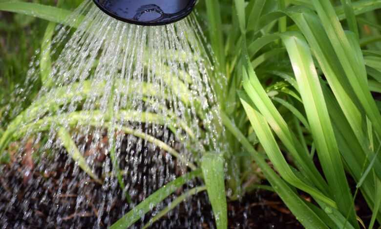 flower casting, plant watering, to water