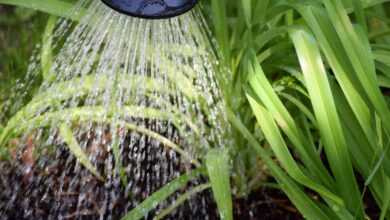 flower casting, plant watering, to water