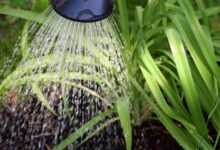 flower casting, plant watering, to water, water, gardening, garden, nature, environment, macro, plant, close up, watering can, green, white, leaf, irrigation, dryness, watering can, watering can, watering can, watering can, watering can, irrigation, irrigation, irrigation