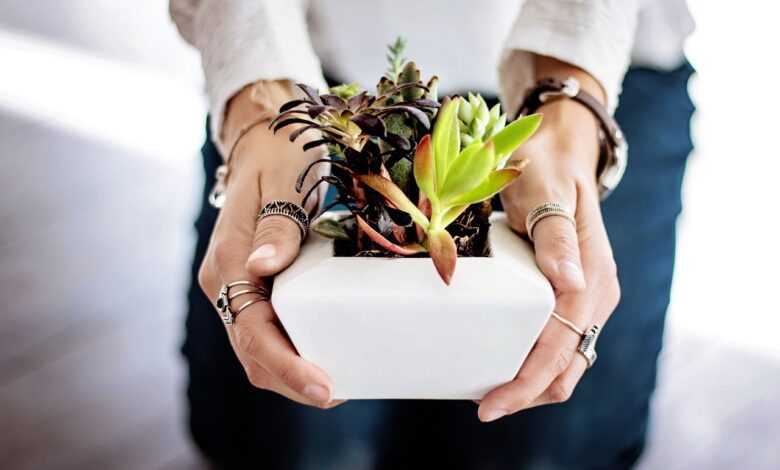 succulents, hands, pot