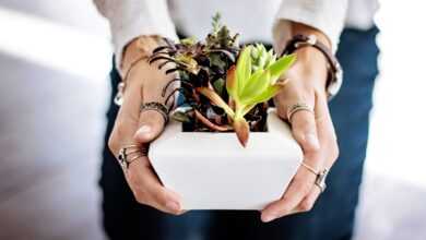 succulents, hands, pot