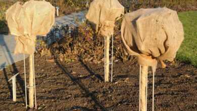 rose bush, winter, winter protection