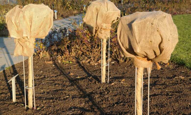 rose bush, winter, winter protection