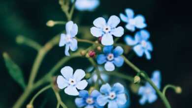 Selective Focus Photography of Blue-petaled Flowers