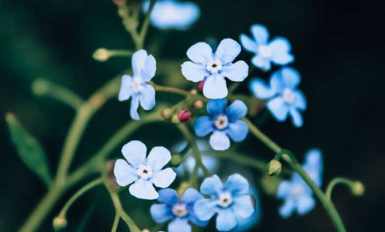 Selective Focus Photography of Blue-petaled Flowers