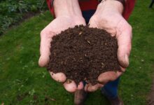 fresh, compost, hand, man, compost, compost, compost, compost, compost