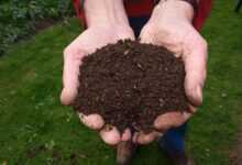 fresh, compost, hand, man, compost, compost, compost, compost, compost