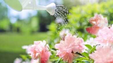 watering, flowers, peonies