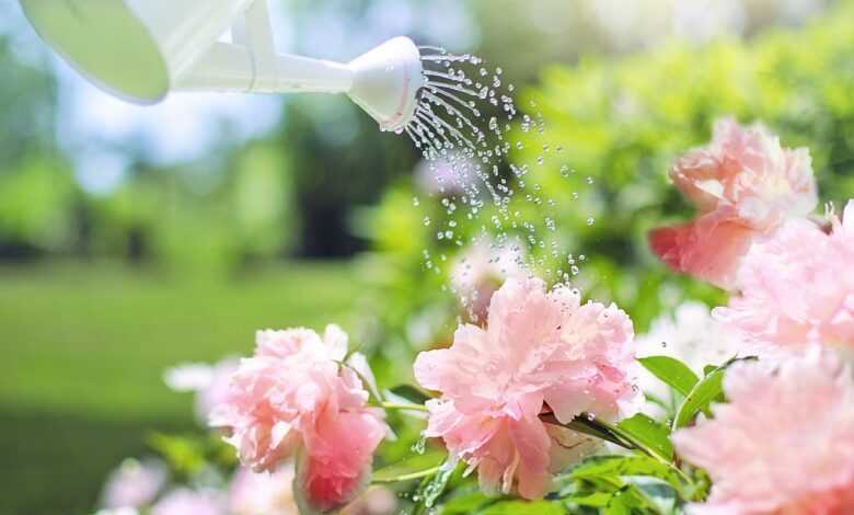 watering, flowers, flower background