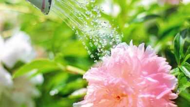 watering, flowers, peonies