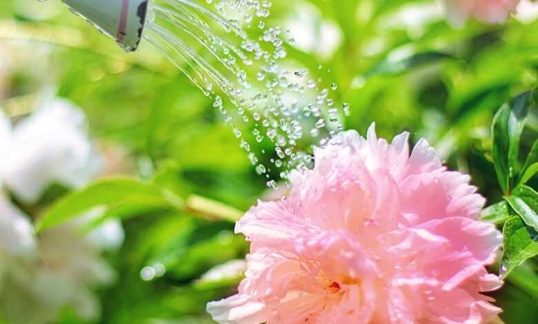 watering, flowers, peonies