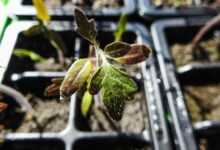 seedlings, plant, green