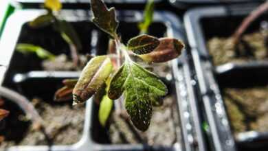 seedlings, plant, green