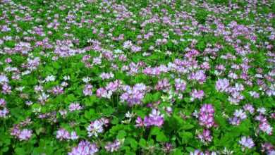 vetch, grass, flowers and plants