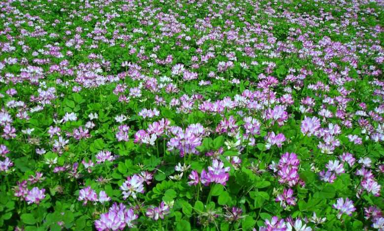 vetch, grass, flowers and plants