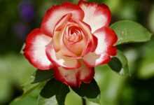 rose, beautiful flowers, bicolored flower, bicolored rose, petals, flower background, blossom, bloom, flower, flora, floriculture, horticulture, botany, nature, rose petals, plant, flowering plant, single rose, rose flower, single flower, floribunda, rose bloom, flower wallpaper, close up