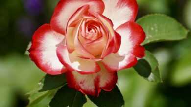 rose, bicolored flower, bicolored rose