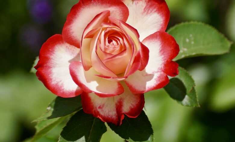 rose, bicolored flower, bicolored rose