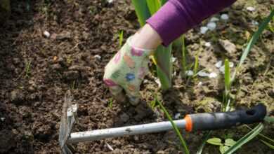 work in the garden, garden, digging