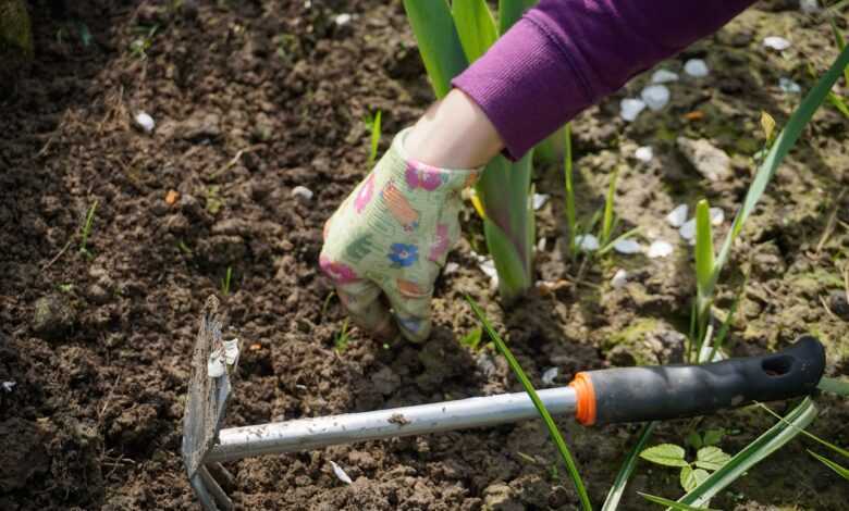 work in the garden, garden, digging