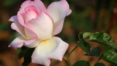 rose, flower background, flower, nature, rose flower, for, leaf, rose garden, your efforts, woman, beautiful flowers, flower wallpaper, pure