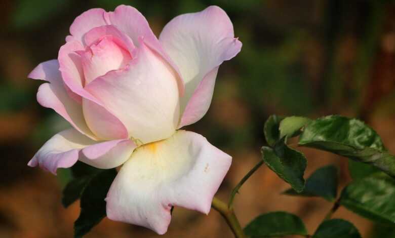 rose, flower background, flower, nature, rose flower, for, leaf, rose garden, your efforts, woman, beautiful flowers, flower wallpaper, pure