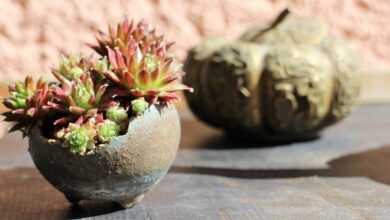 bonsai, kusamono, principal investigator, accent plant, houseleek, small, plant, nature